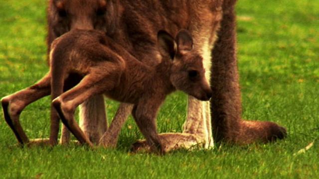 World's Weirdest: Kangaroo Birth