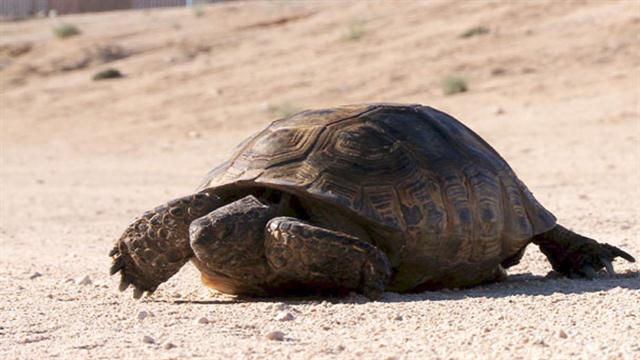 The Tortoise and the Solar Plant