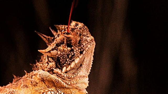 Hasil gambar untuk pertahanan Texas Horned Lizard