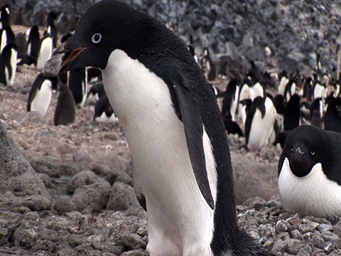 Adélie Penguins