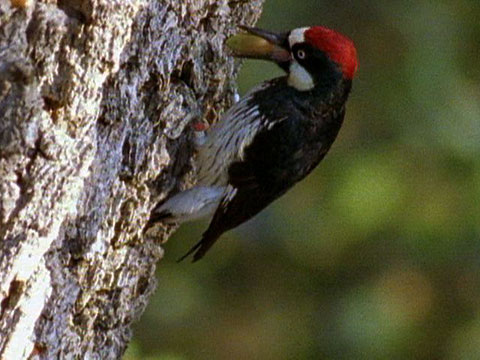 acorn woodpecker shutterstock