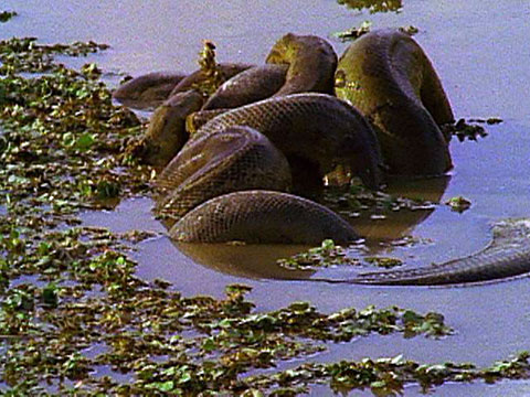 Anaconda Snake In Water