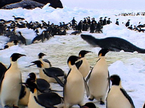 Animal Winter Games: Race to the Ice