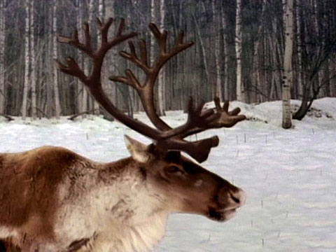 caribou antlers