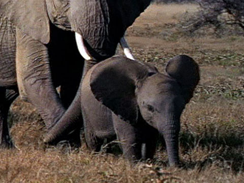 Goofy Baby Elephant