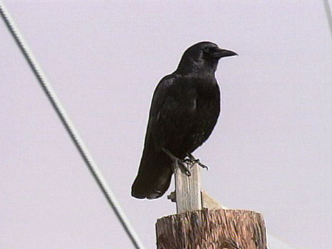 Crows Hanging Out