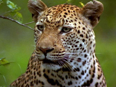 Life Cycle Of A Leopard