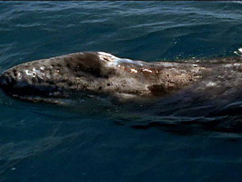 gray whale migration gray whale migration