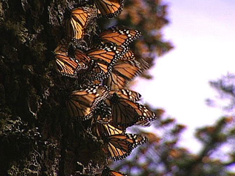 Monarch Butterflies