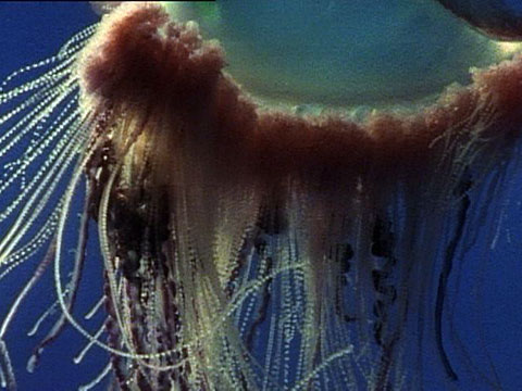 Portuguese Man of War Jellyfish Sighted Cozumel