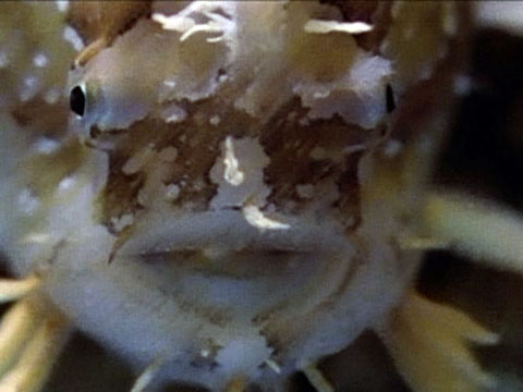Sargassum Fish