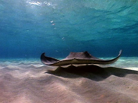 Stingray : Stingray | Animal Wildlife / The stingray is closely related to various species of sharks.