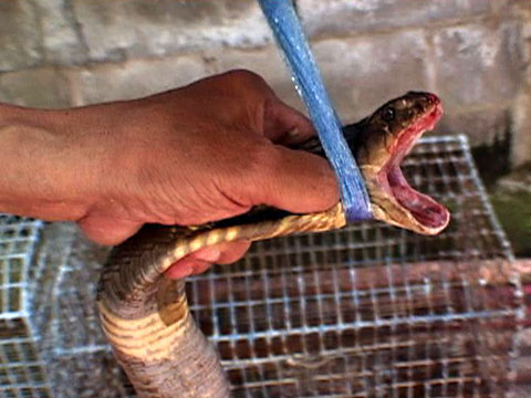 thailand_cobra_480x360.jpg