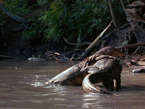 Water Monitor Lizard Wrestling