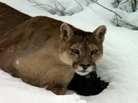 chile puma