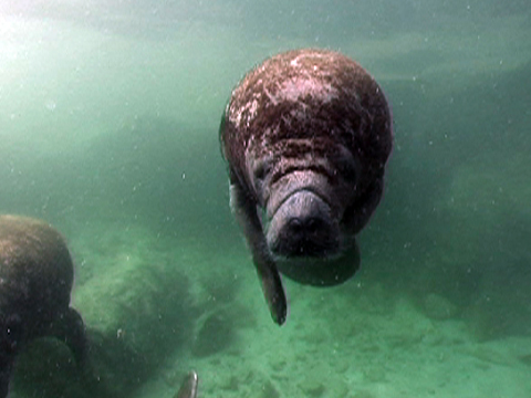 Manatees Head South