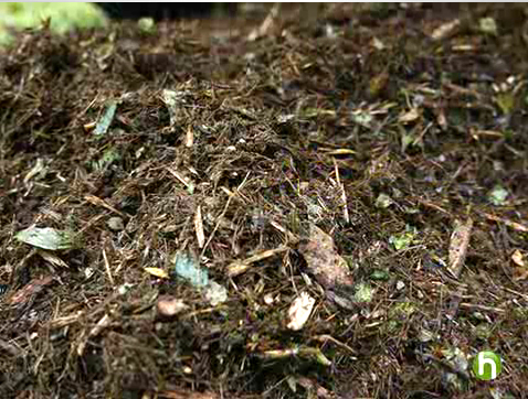 Compost Compost