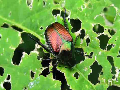 garden pests gg_480x360