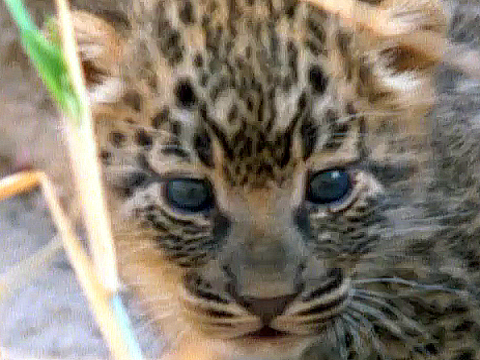 leopard kitten